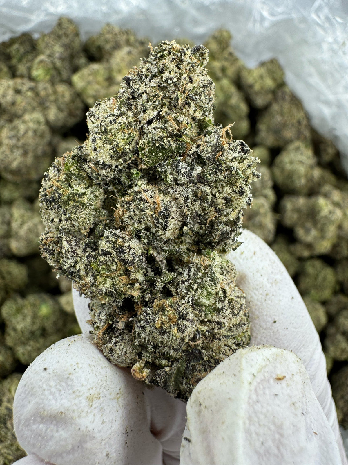 BULK - Ice Cream Cake - Indoor