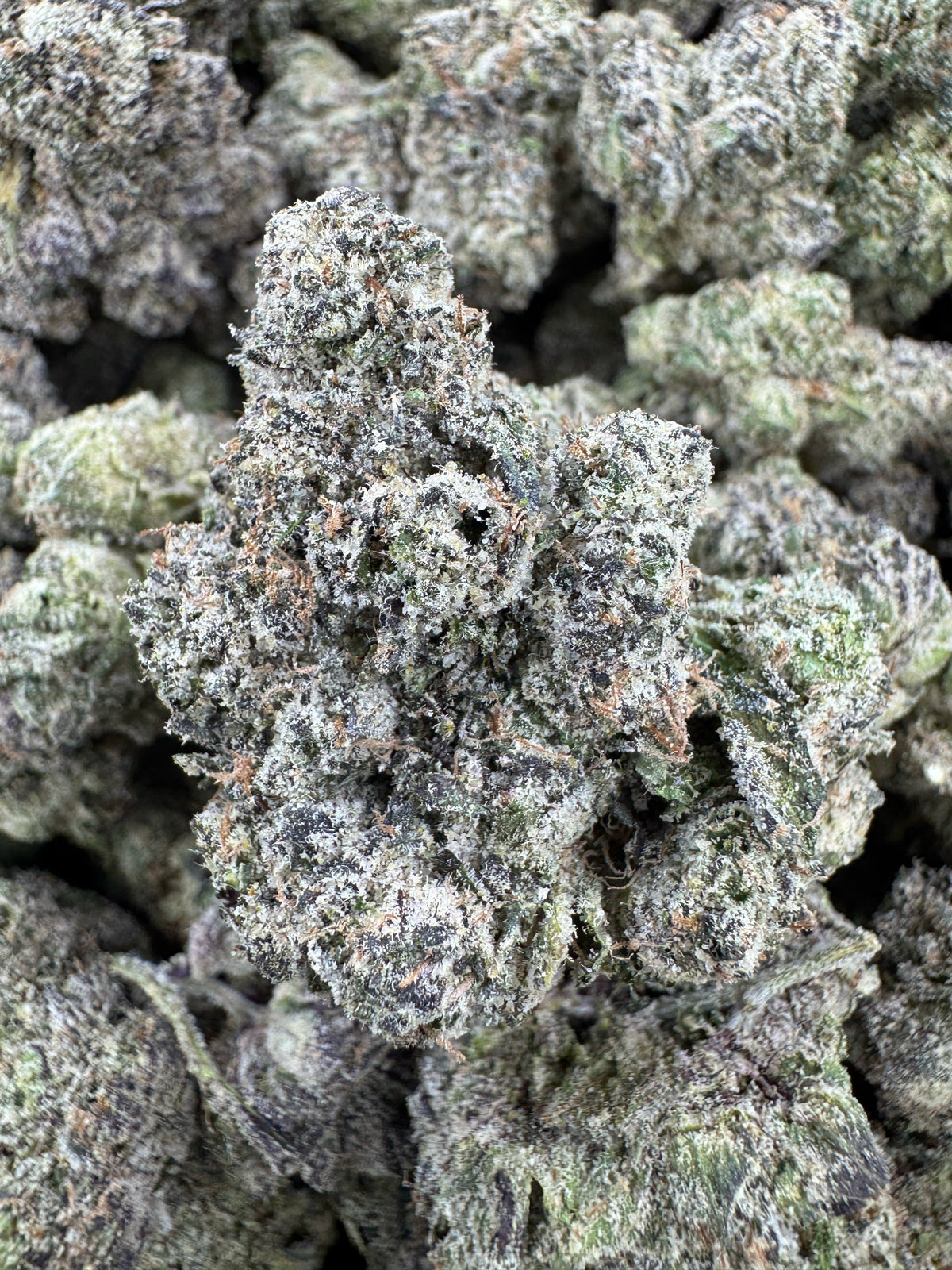 BULK - Lemon Bubba - Indoor