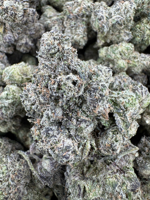 Lemon Bubba - Indoor