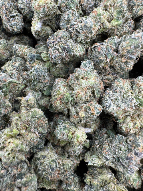 Guru - Indoor