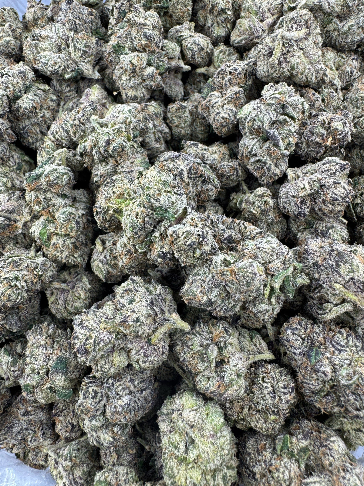 GMO (Garlic Cookies) - Indoor