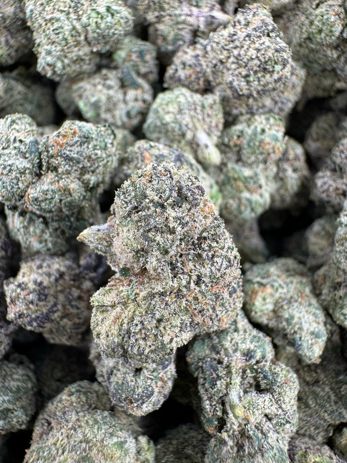 Purple Lemon Punch - Indoor