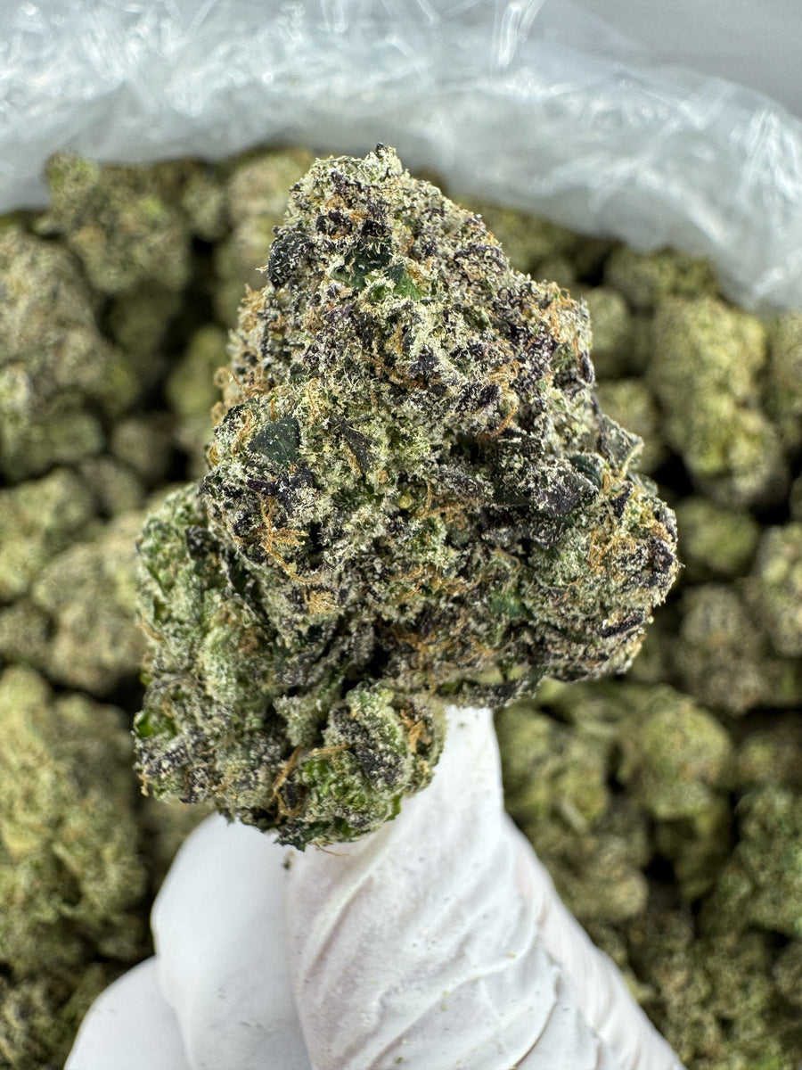 Sugar Sap - Indoor