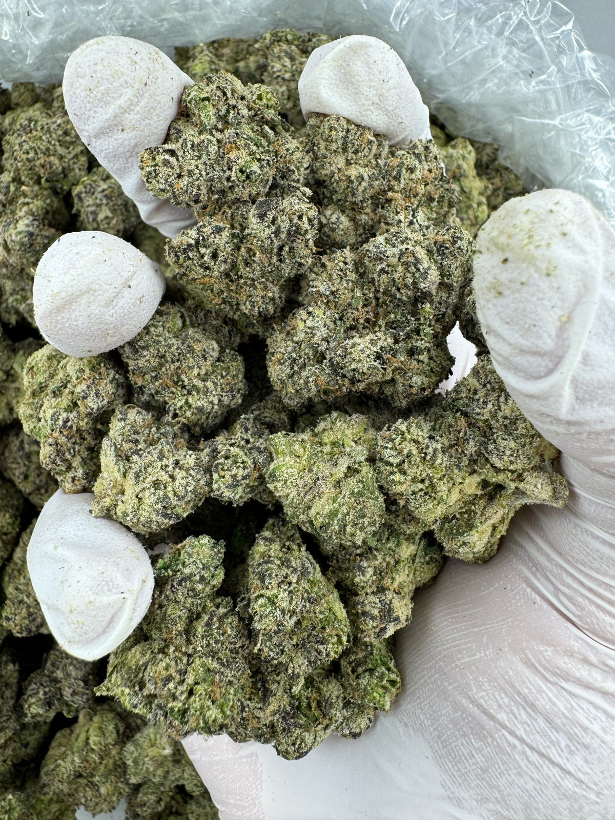 BULK - Lemon Bubba - Indoor