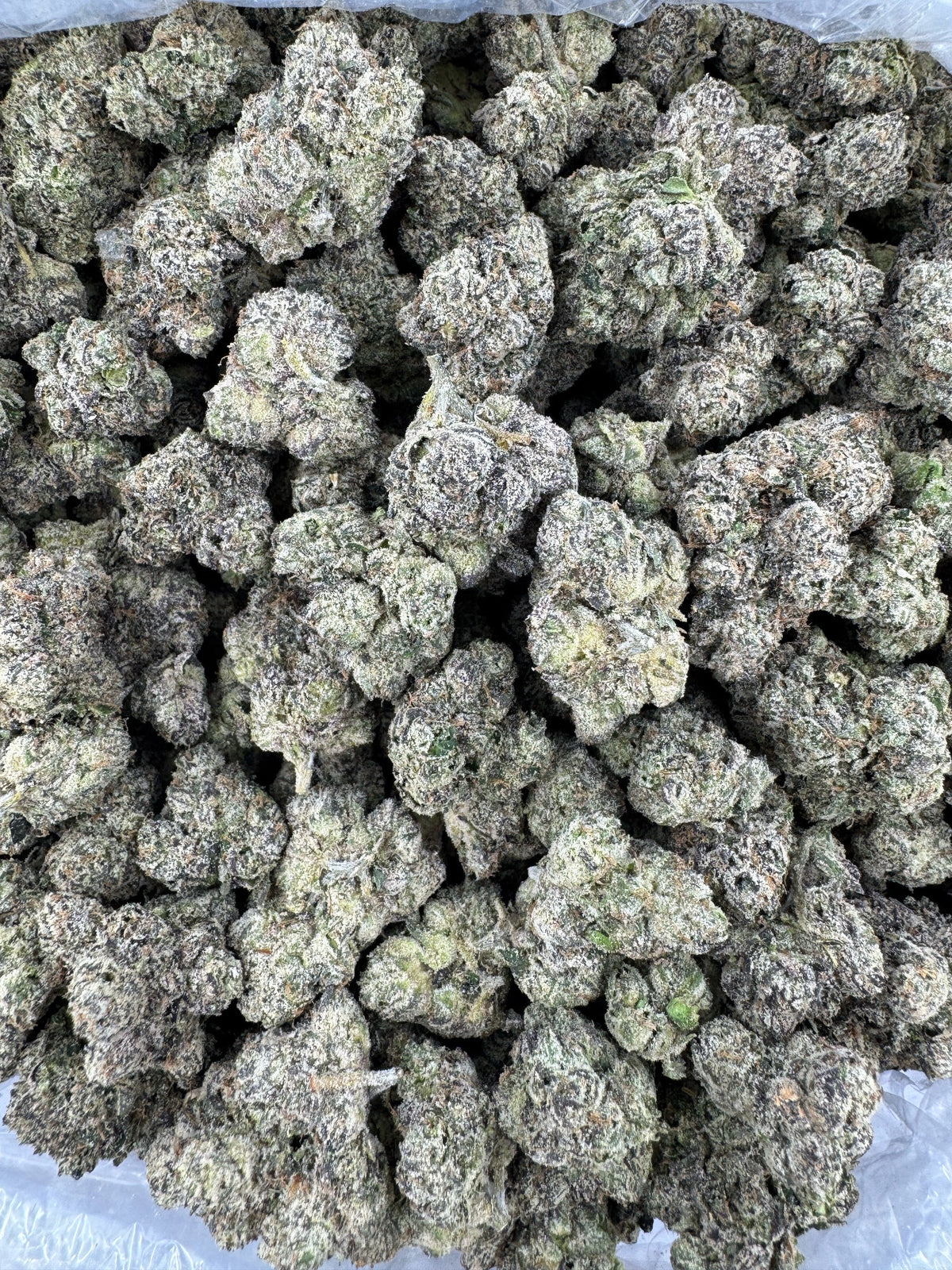 Blue Haze - Indoor