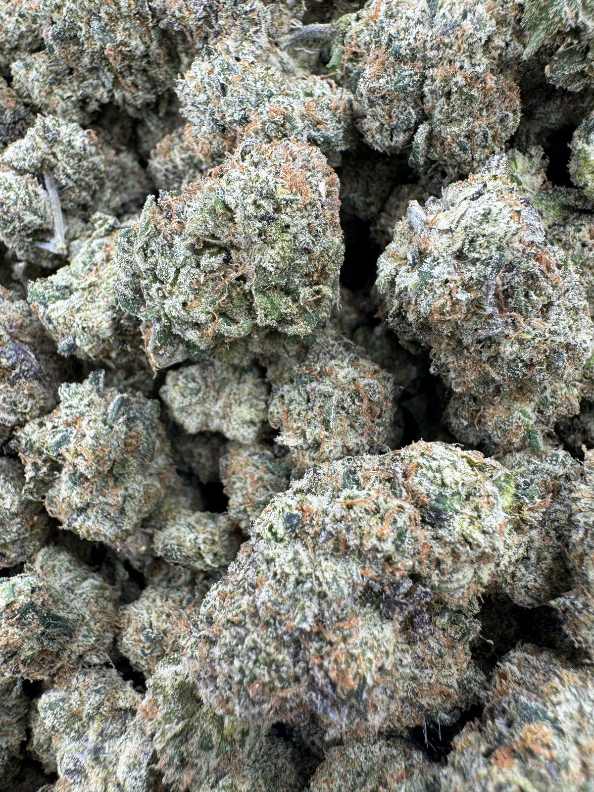 BULK - Northern Lights - Indoor