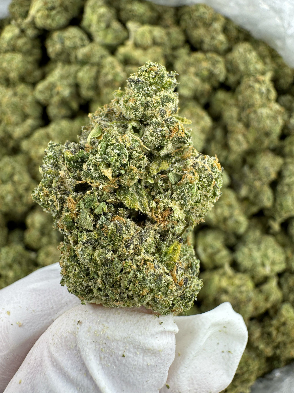 Durban Poison - Indoor
