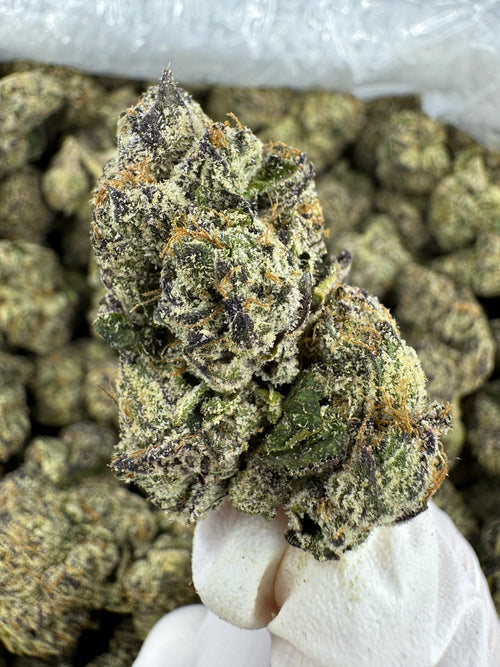 Jack Herer - Indoor
