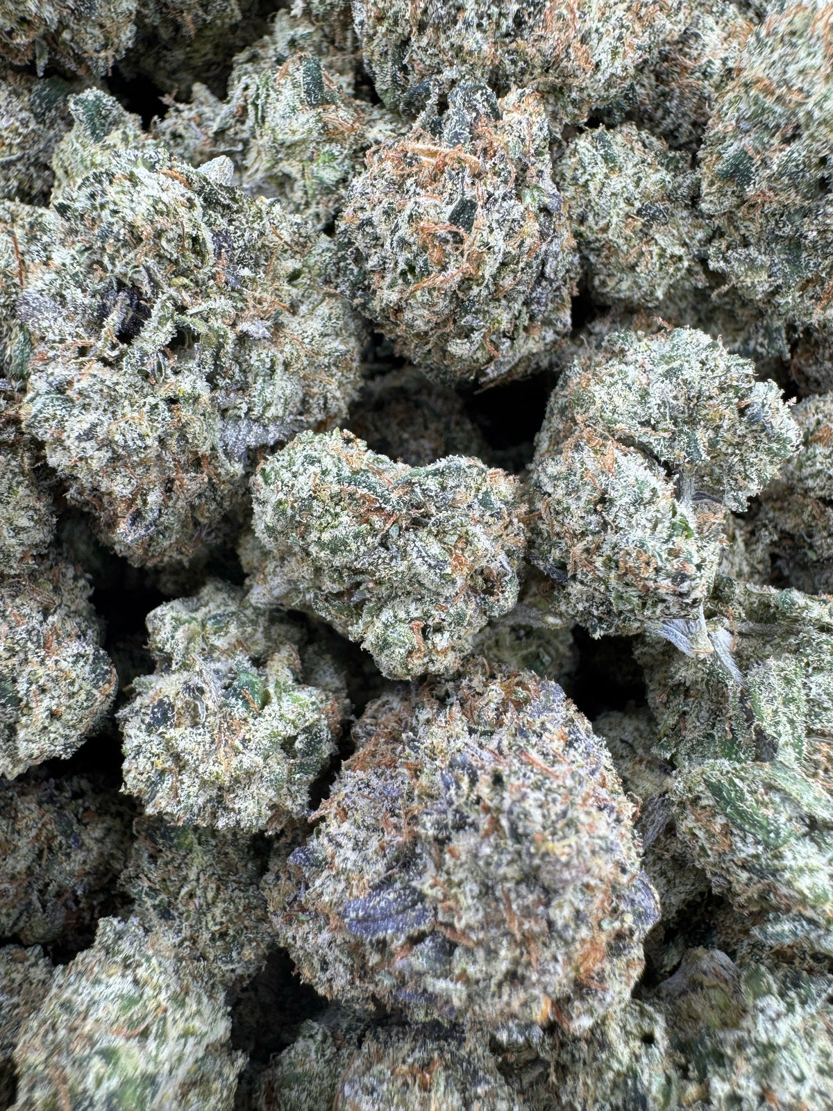 BULK - Northern Lights - Indoor