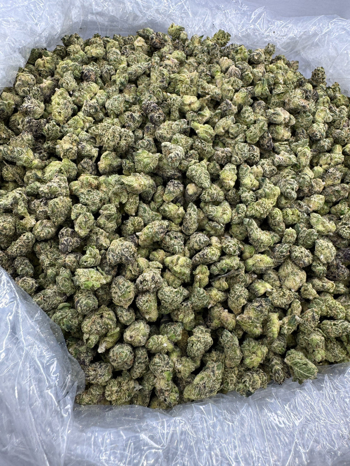 BULK - Purple Punch - SMALLS - Indoor