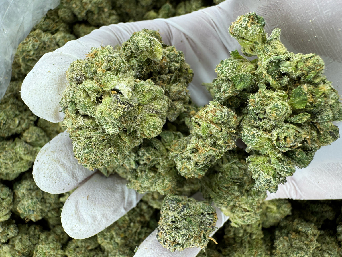 Durban Poison - Indoor