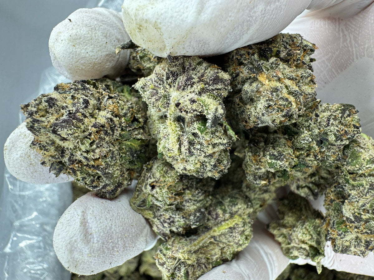 Jack Herer - Indoor