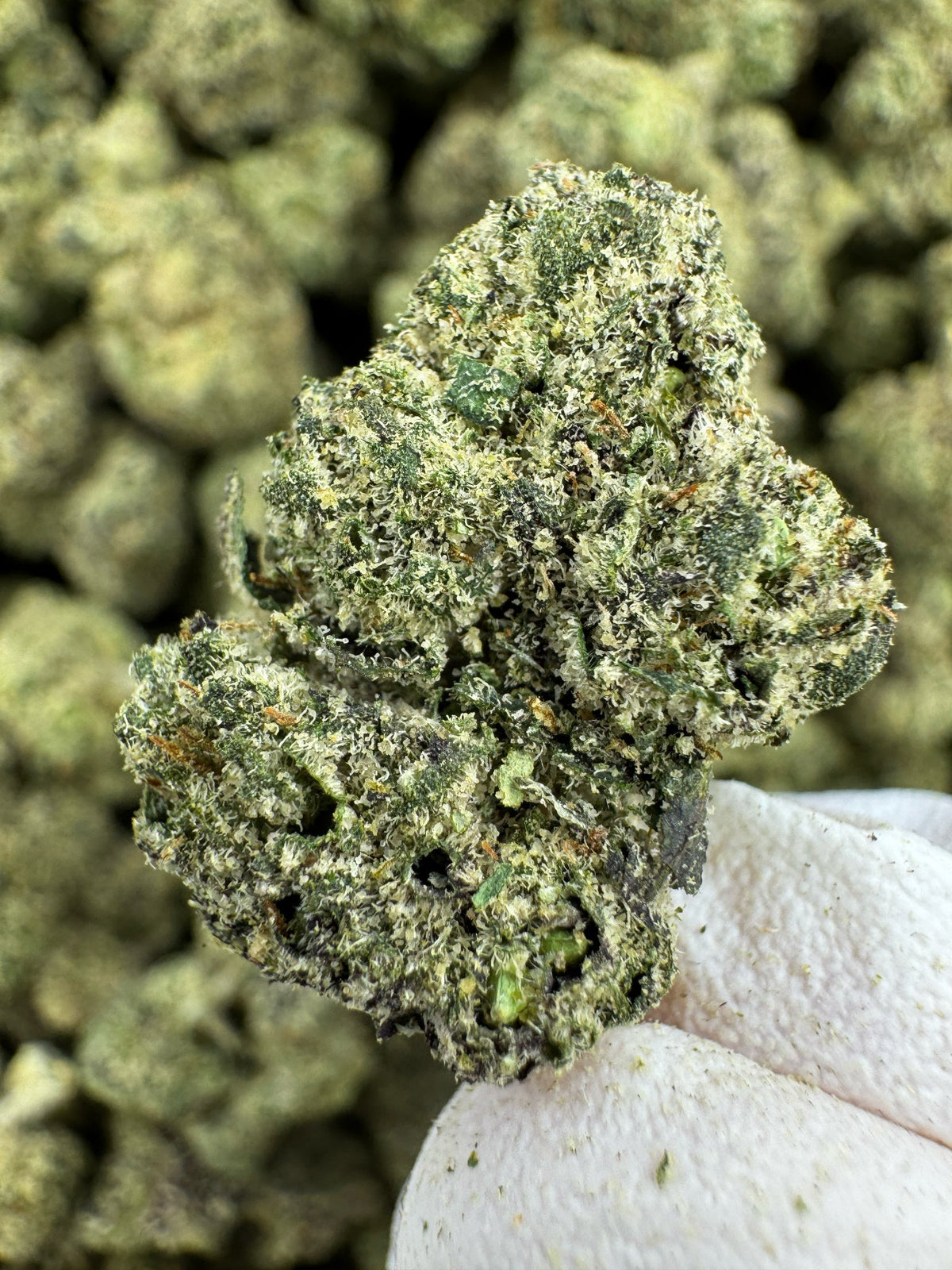Purple Lemon Punch - Indoor