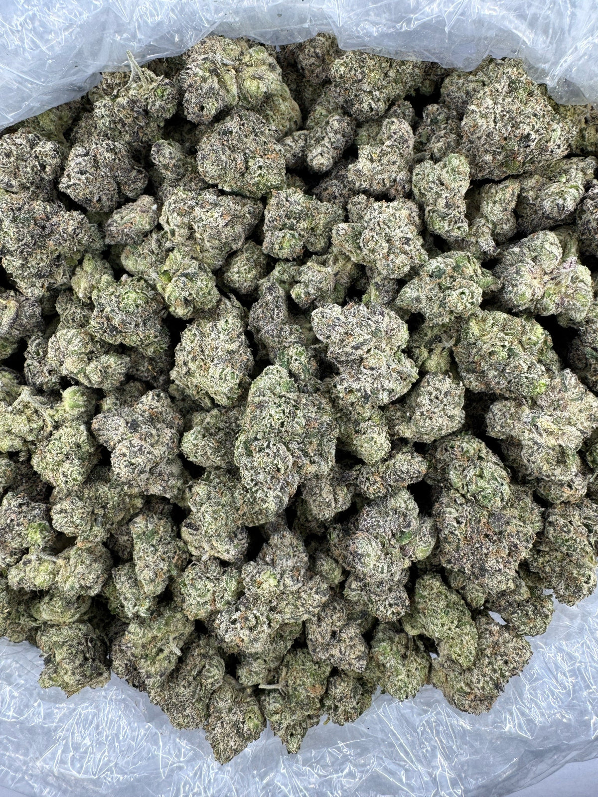 BULK - Sugar Sap - Indoor
