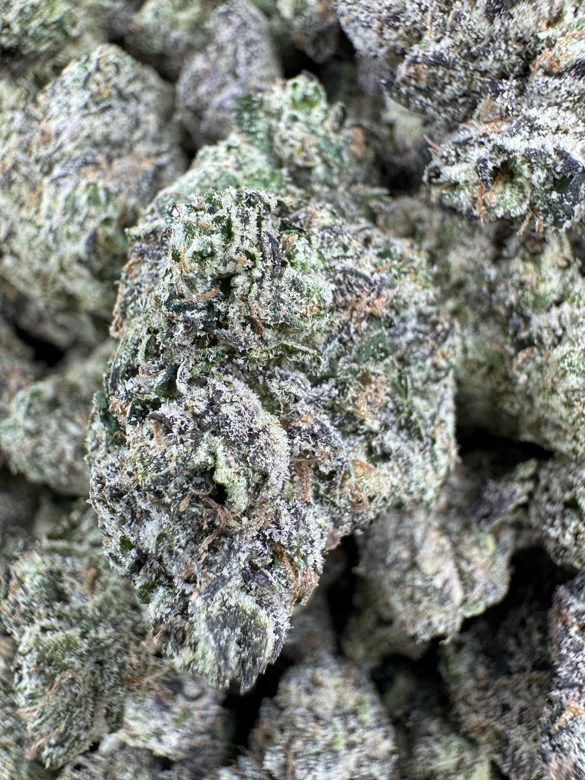 BULK - Sugar Sap - Indoor