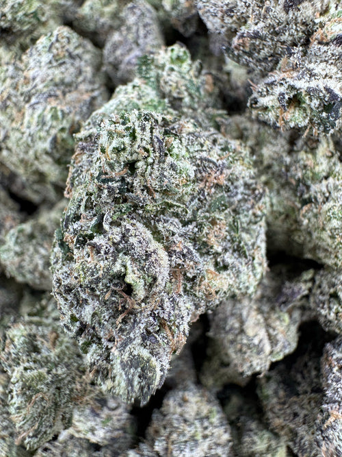 BULK - Sugar Sap - Indoor