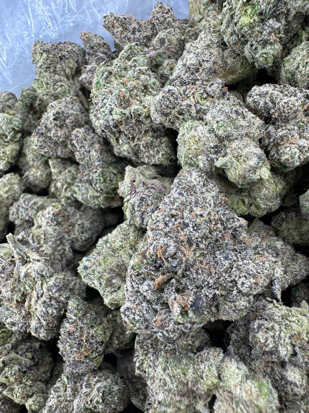 BULK - Grape Noir 8 - Indoor