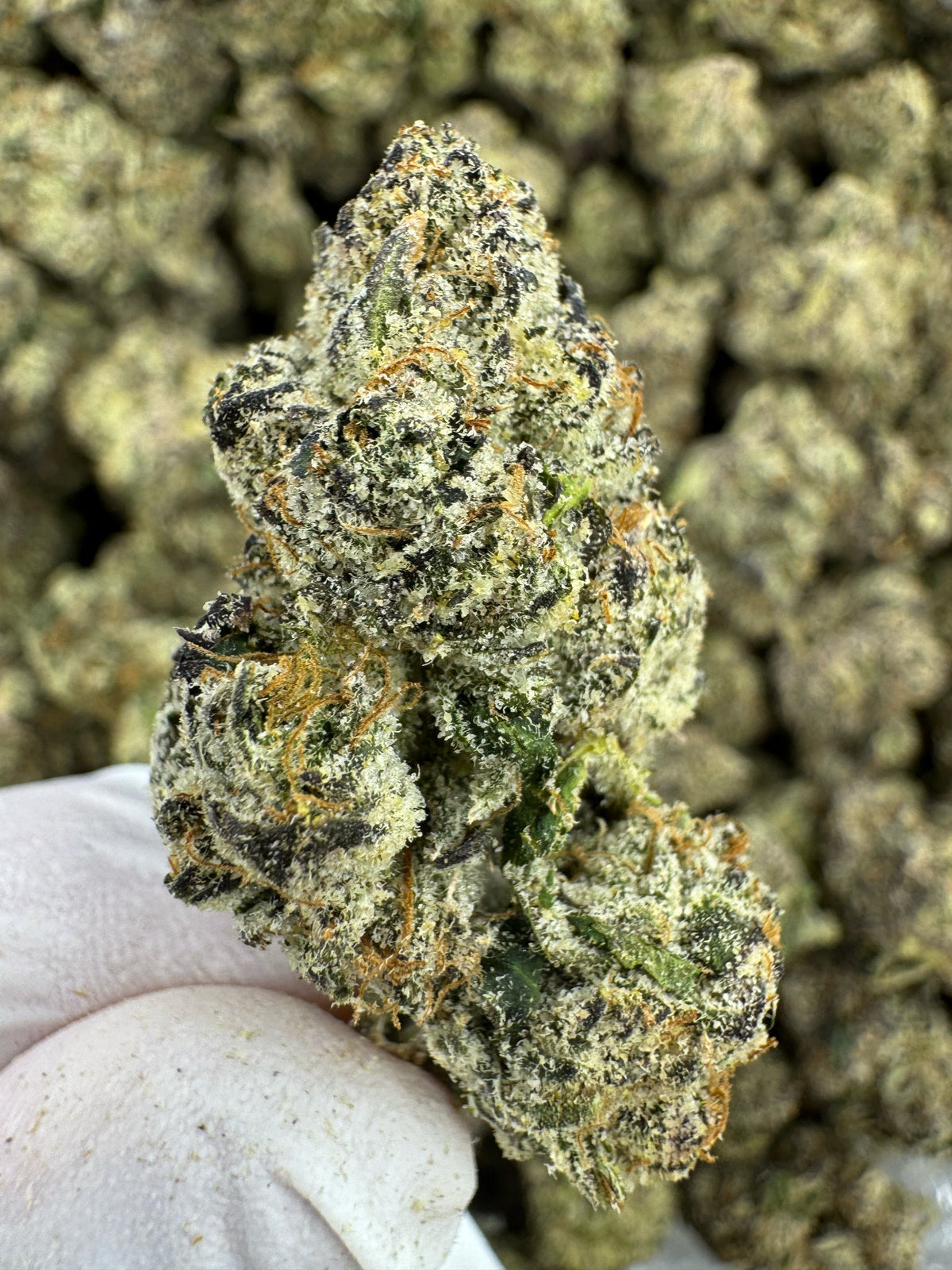 Granddaddy Purple - Indoor